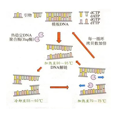 PCR原理 PCR原理