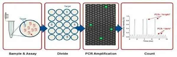 普通PCR技术和数字PCR技术的区别?
