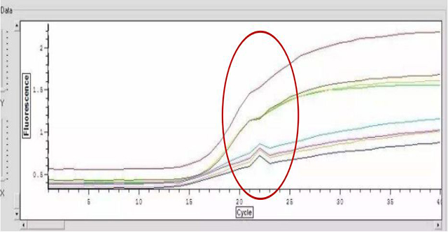PCR异常曲线剖析