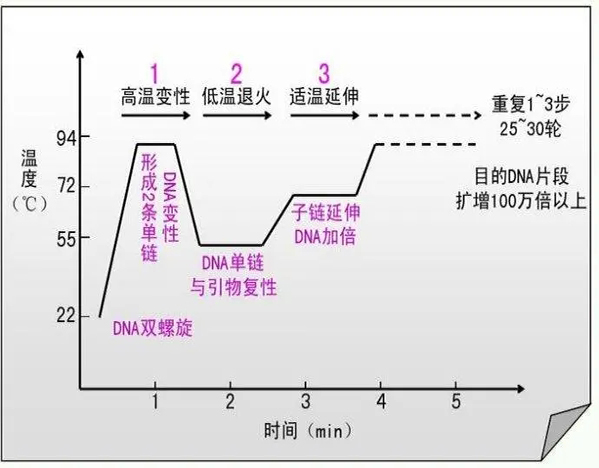 普通PCR技术和数字PCR技术的区别?